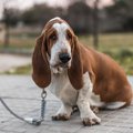 犬が『疲れた…』と言…