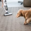 犬が驚いたときにみ…