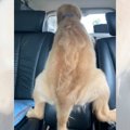 メッチャ後続車を見…