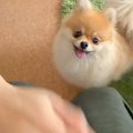 『犬はパパとママ、…