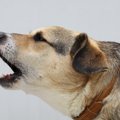 犬の甘え鳴きについて