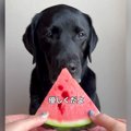 スイカを差し出し『…