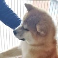 看板犬は保護犬だった！ビフォー・アフターにファンの愛が止まらない♡