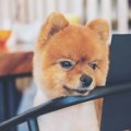 愛犬とドッグカフェ…
