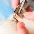 自宅でできる『犬の…