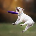 『不器用な犬』がよ…