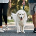 犬を飼うことが『飼…