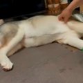【爆笑】脇の下をナ…