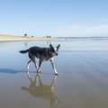 【NZ発】野生動物と…