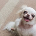 犬が笑うのはなぜ？…