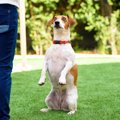 犬が足に抱きついて…
