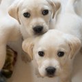 犬を人見知りな性格…