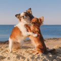 犬の多頭飼いで注意…