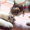 なぜか『大型犬のお…