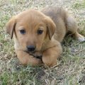 犬の水頭症の正しい…