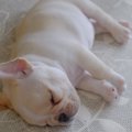 犬が『寝言』をいう…