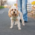 犬が散歩中によくす…