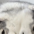 2匹のハスキー犬が『…