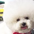 白くて丸くてモフモ…