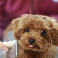 犬のお手入れ道具は…