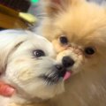 同居犬が亡くなり落…