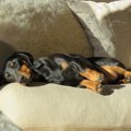 愛犬の寝相でわかる…