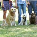 犬をしつけ教室に通…