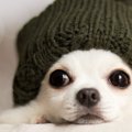 「犬は寒さに強い」…