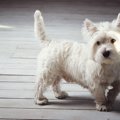 犬が呆れている時の…