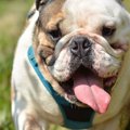 暑いのが苦手な犬種…