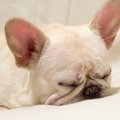 鼻ぺちゃ犬が要注意…