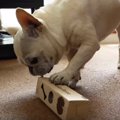 【天才犬なんじゃな…