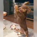 犬が"鈍草すぎ…