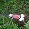 犬の散歩中の熱中症…