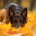 犬が『楽しんでいな…