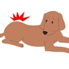 犬のヘルニアにはコ…