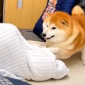 犬が座布団をめくる…