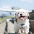 【経験談】保護犬は…