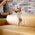 愛犬を『洋服好き』…