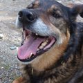 狂犬病の予防接種　…