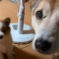 野犬の子犬がやって…