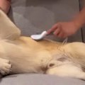 『大型犬』を飼い始…