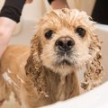 犬の被毛について、…