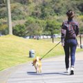 やってない？犬に絶…