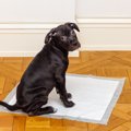 犬のウンチがシーツ…