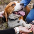 犬から好かれる人に…