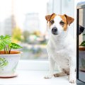 犬の飼い主でも育て…