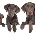 実は同い年かも？犬…
