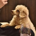 犬が足で『ちょいち…