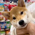 『生後6ヵ月の売れ残…